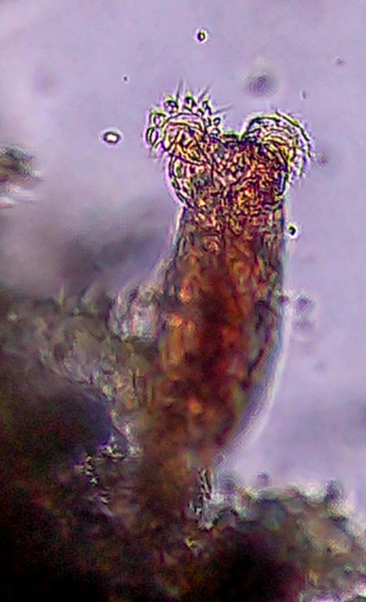 Da una semplice pozzanghera si svela un mondo invisibile